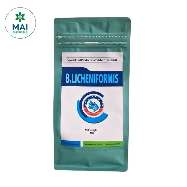 B.LICHENIFORMIS – Vi sinh chuyên xử lý nước và đáy ao